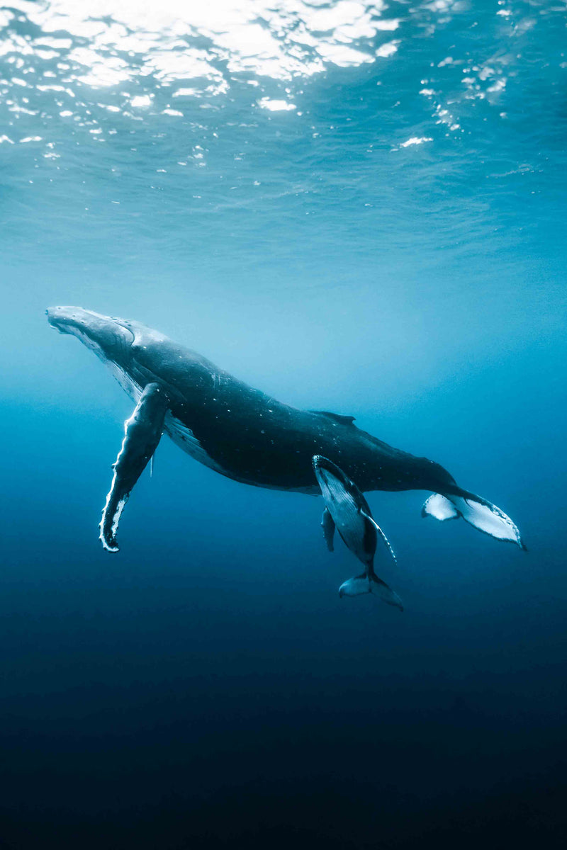 Proud Mother by Benjamin Ono
