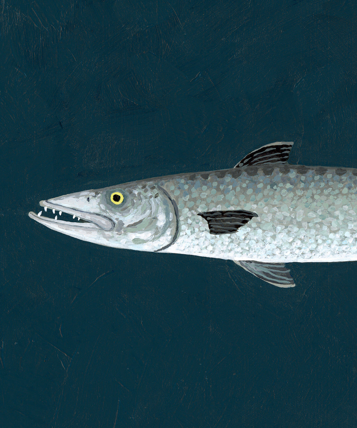 Barracuda by Hannah Ervick