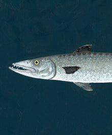 Barracuda by Hannah Ervick