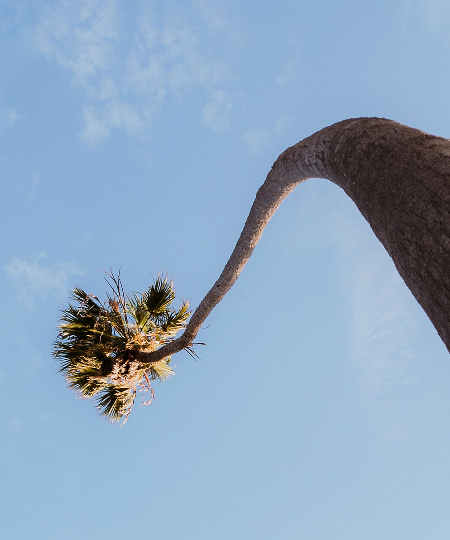 Curvy Palm by Alex Noble