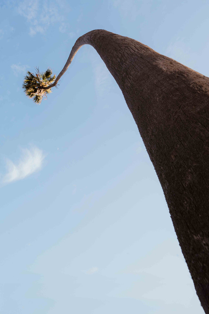 Curvy Palm by Alex Noble