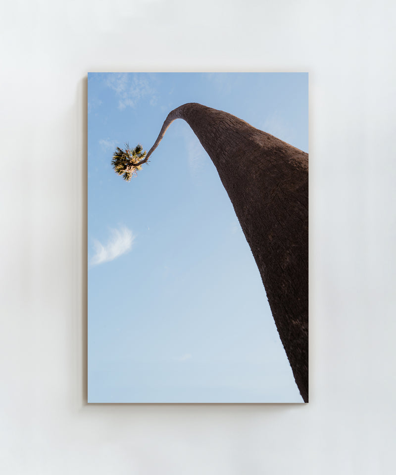 Curvy Palm by Alex Noble