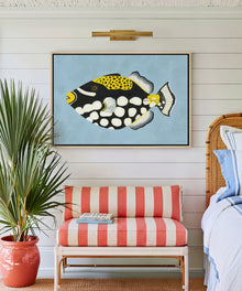 Clown Triggerfish by Hannah Ervick