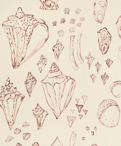 Saltwater Shells by Blakely Little