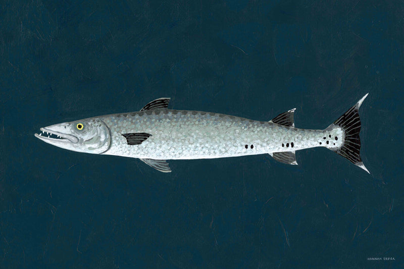 Barracuda by Hannah Ervick