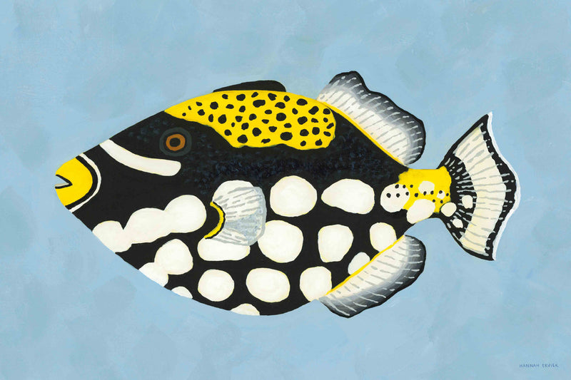 Clown Triggerfish by Hannah Ervick