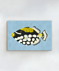 Clown Triggerfish by Hannah Ervick