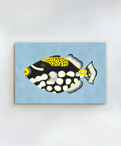 Clown Triggerfish by Hannah Ervick