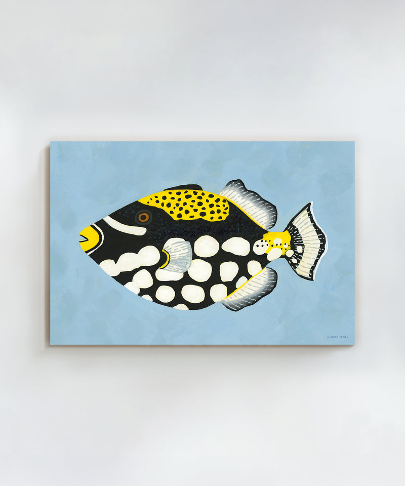 Clown Triggerfish by Hannah Ervick