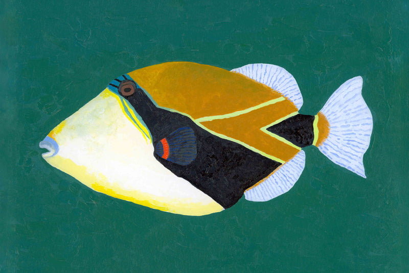 Triggerfish by Hannah Ervick