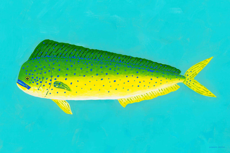 Mahi-mahi by Hannah Ervick