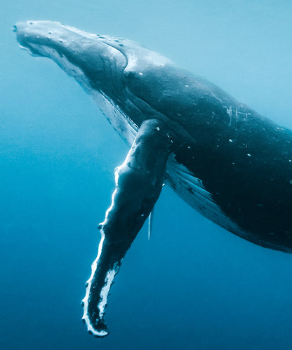 Proud Mother by Benjamin Ono