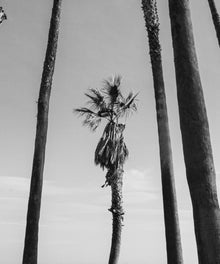 The Little Palm by Alex Noble