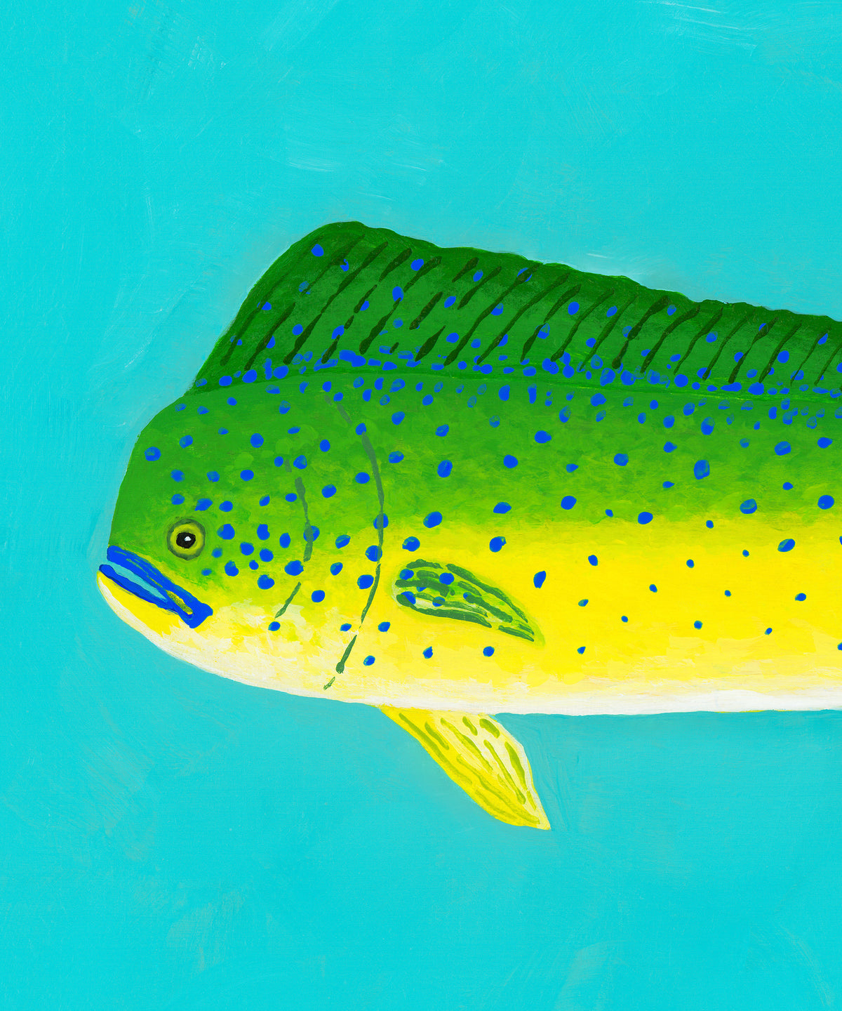 Mahi-mahi by Hannah Ervick