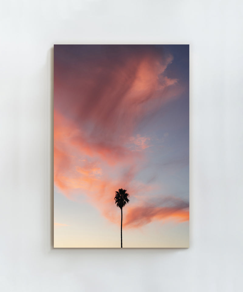 Pink Sky Palm by Alex Noble
