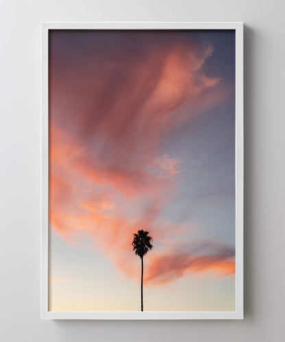 Pink Sky Palm by Alex Noble