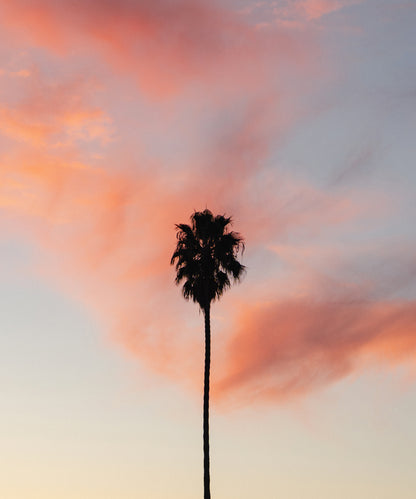 Pink Sky Palm by Alex Noble