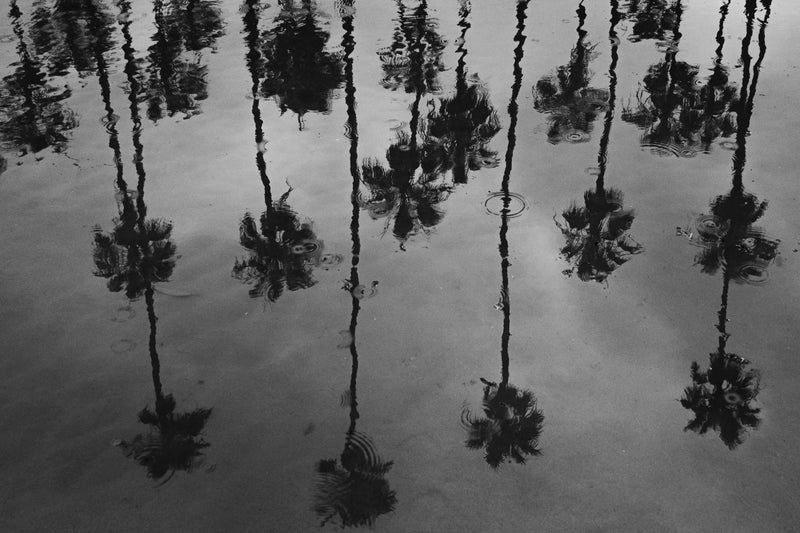 Rainy Palms by Alex Noble