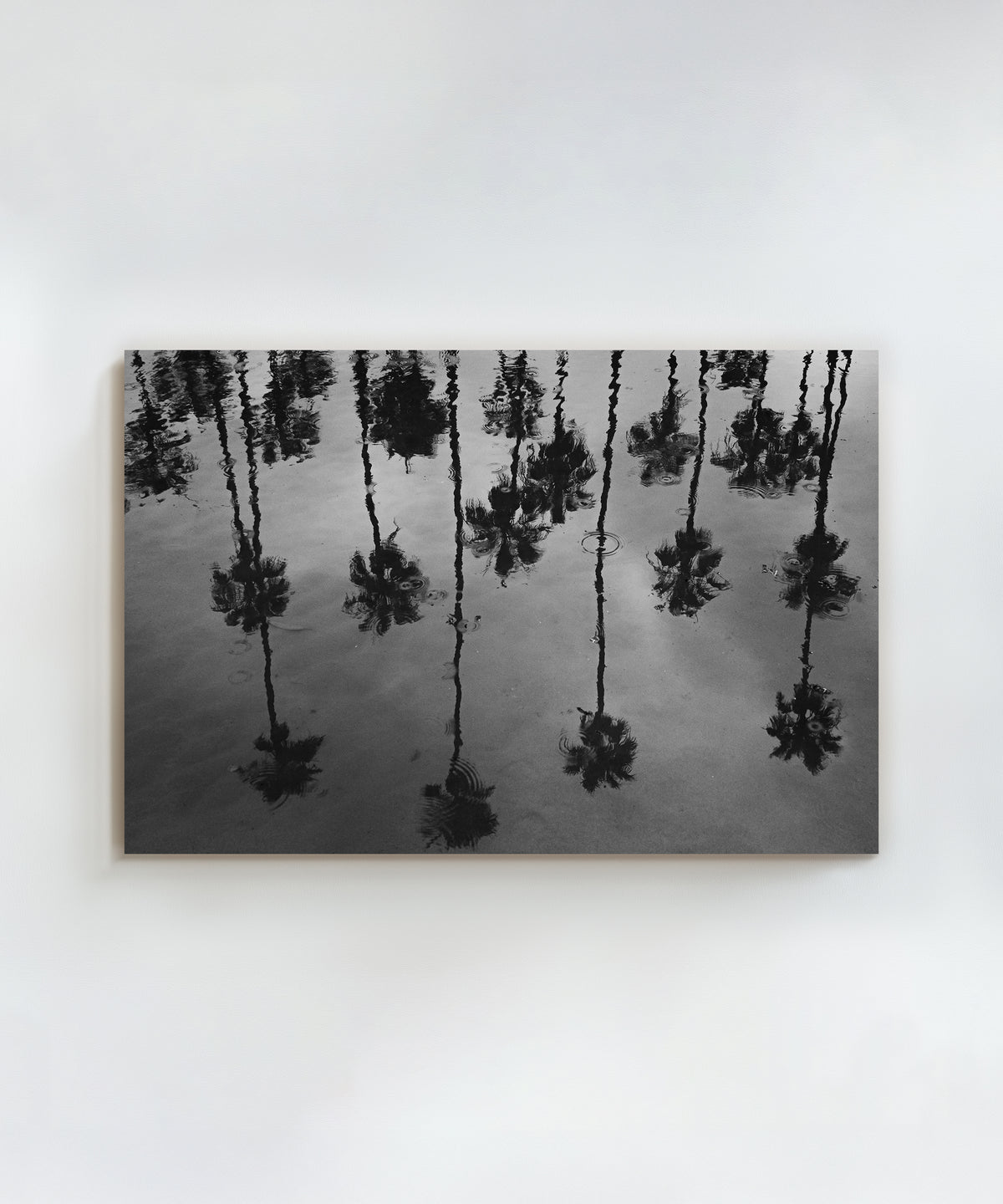 Rainy Palms by Alex Noble