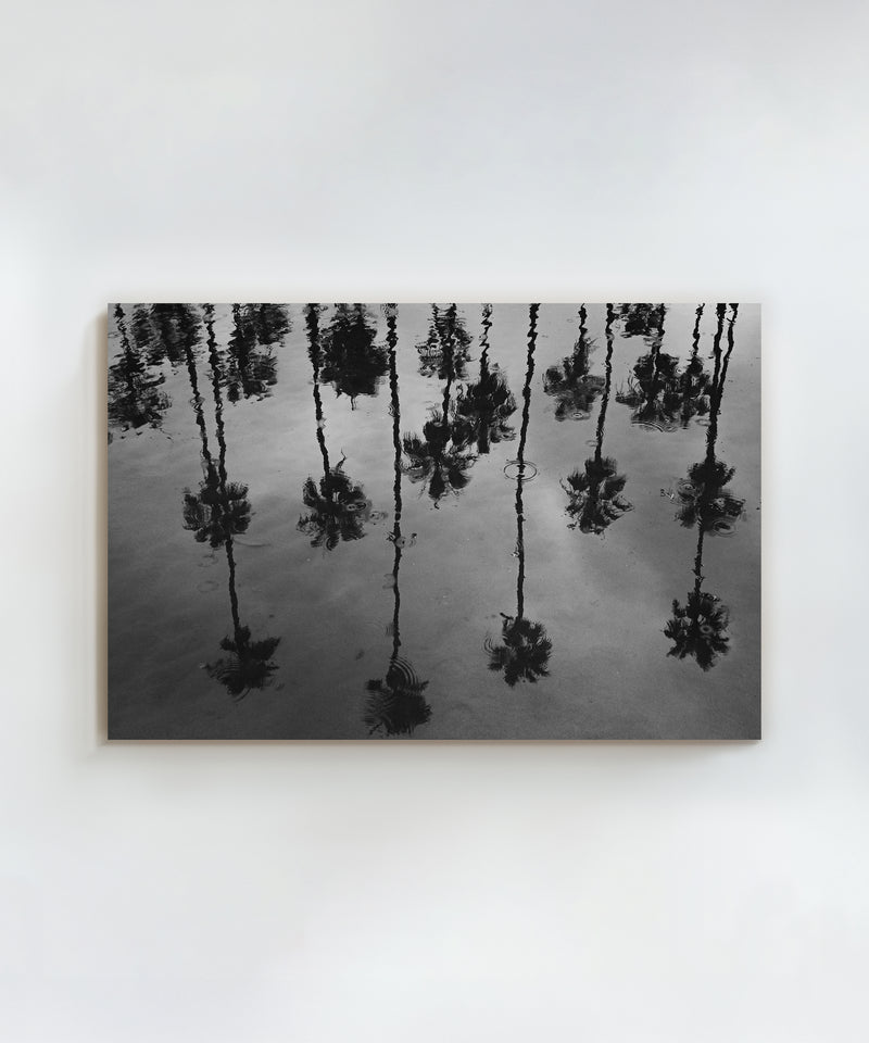 Rainy Palms by Alex Noble