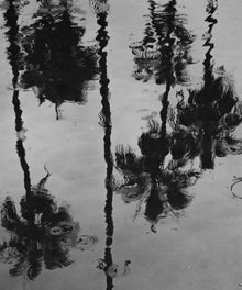 Rainy Palms by Alex Noble