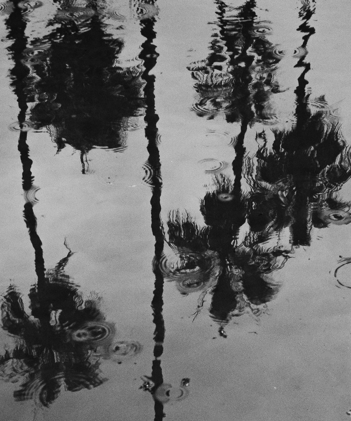 Rainy Palms by Alex Noble