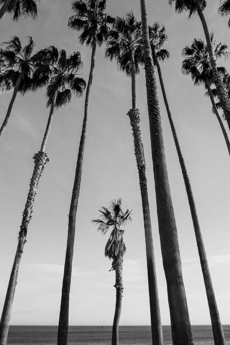 The Little Palm by Alex Noble