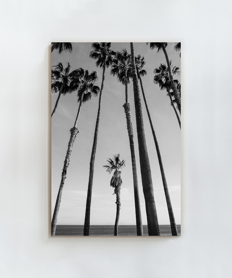 The Little Palm by Alex Noble