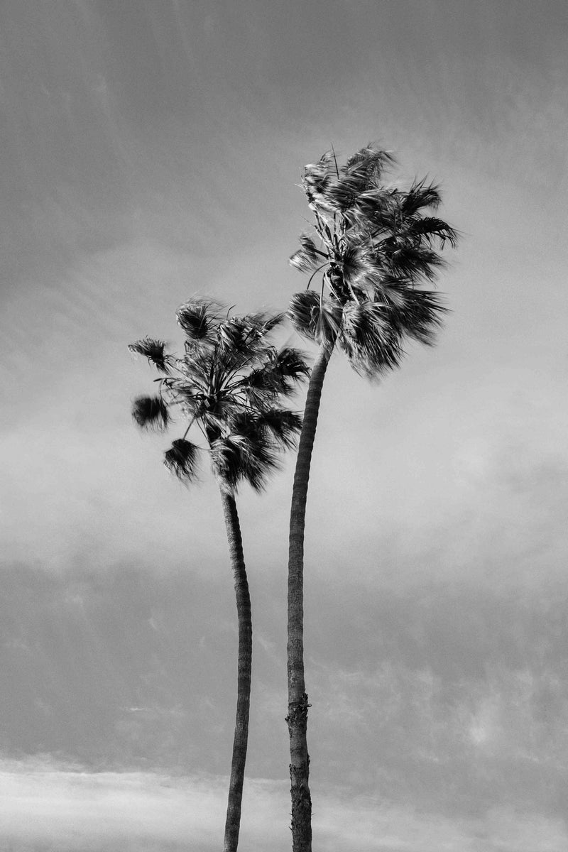Windy Palms by Alex Noble