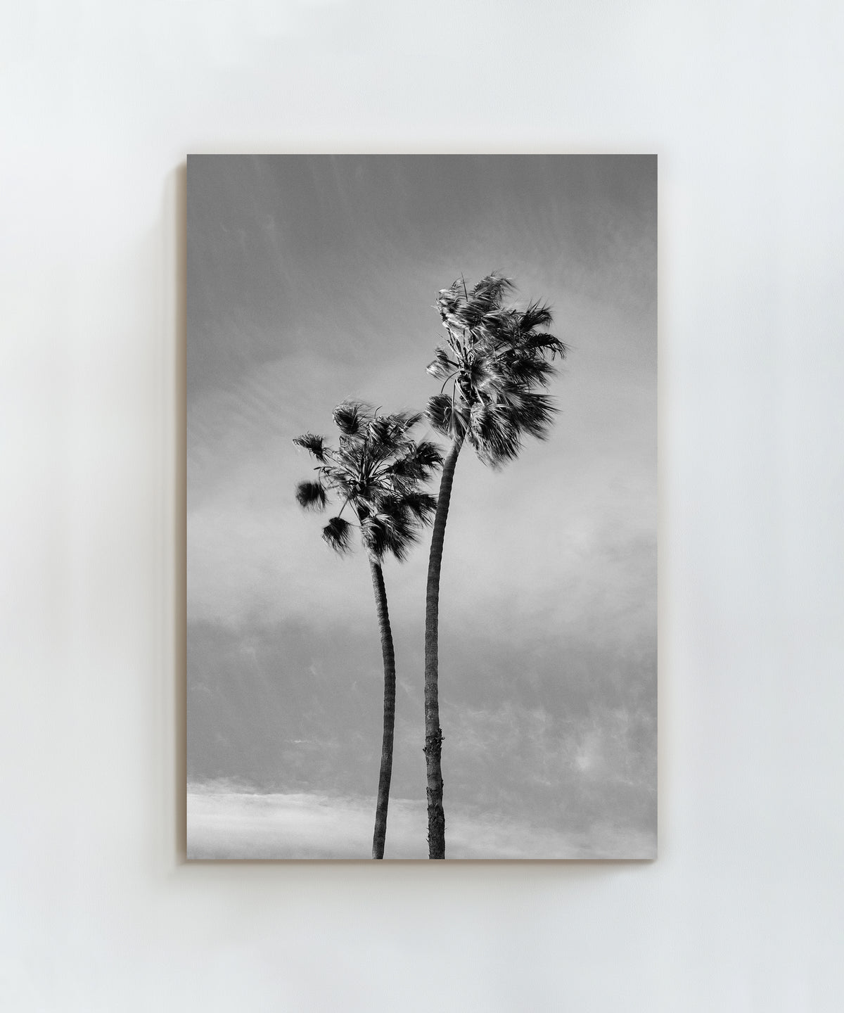 Windy Palms by Alex Noble
