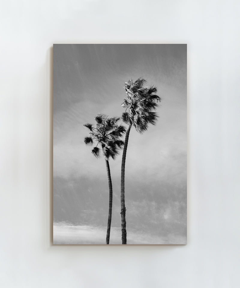 Windy Palms by Alex Noble