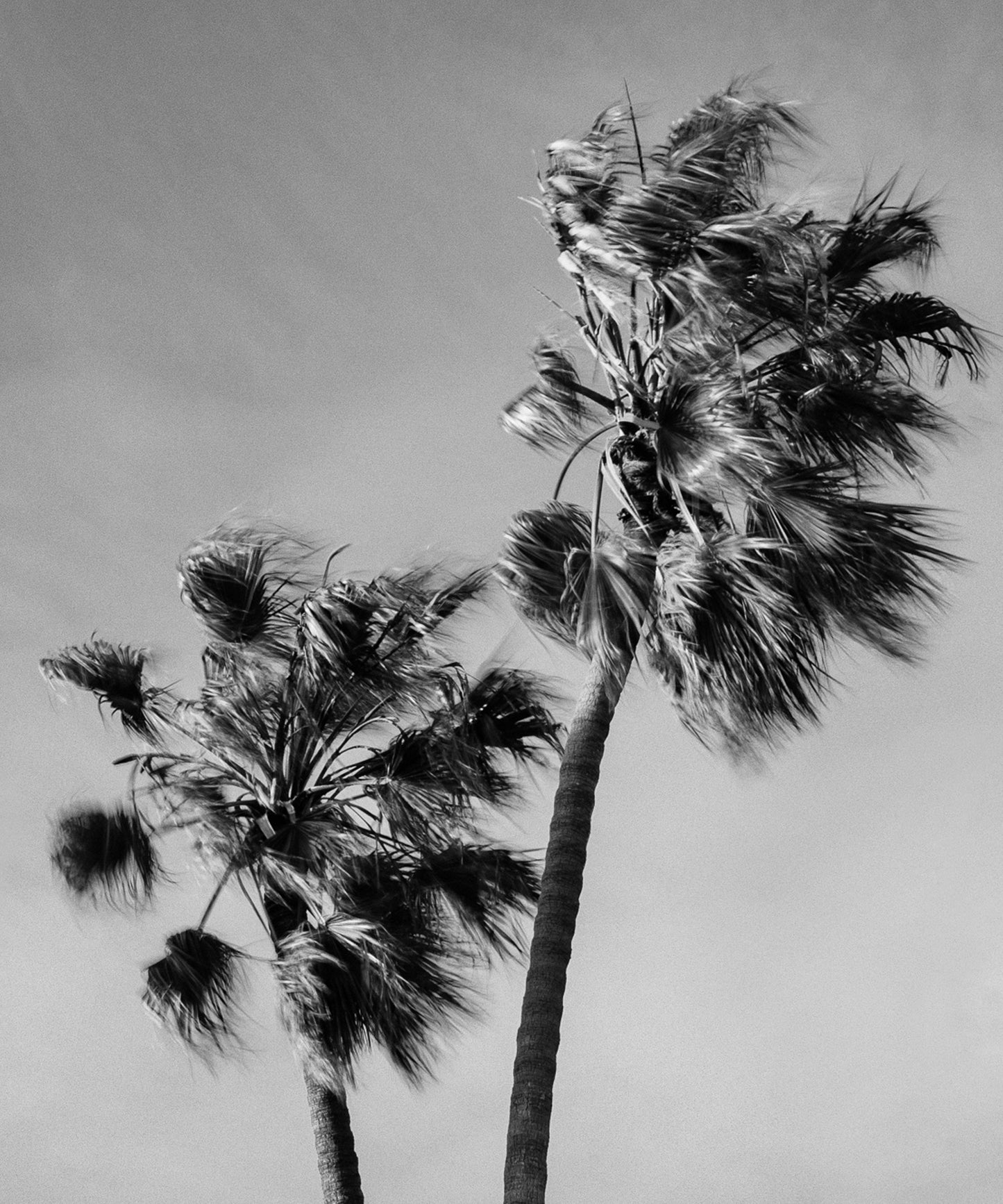 Windy Palms by Alex Noble