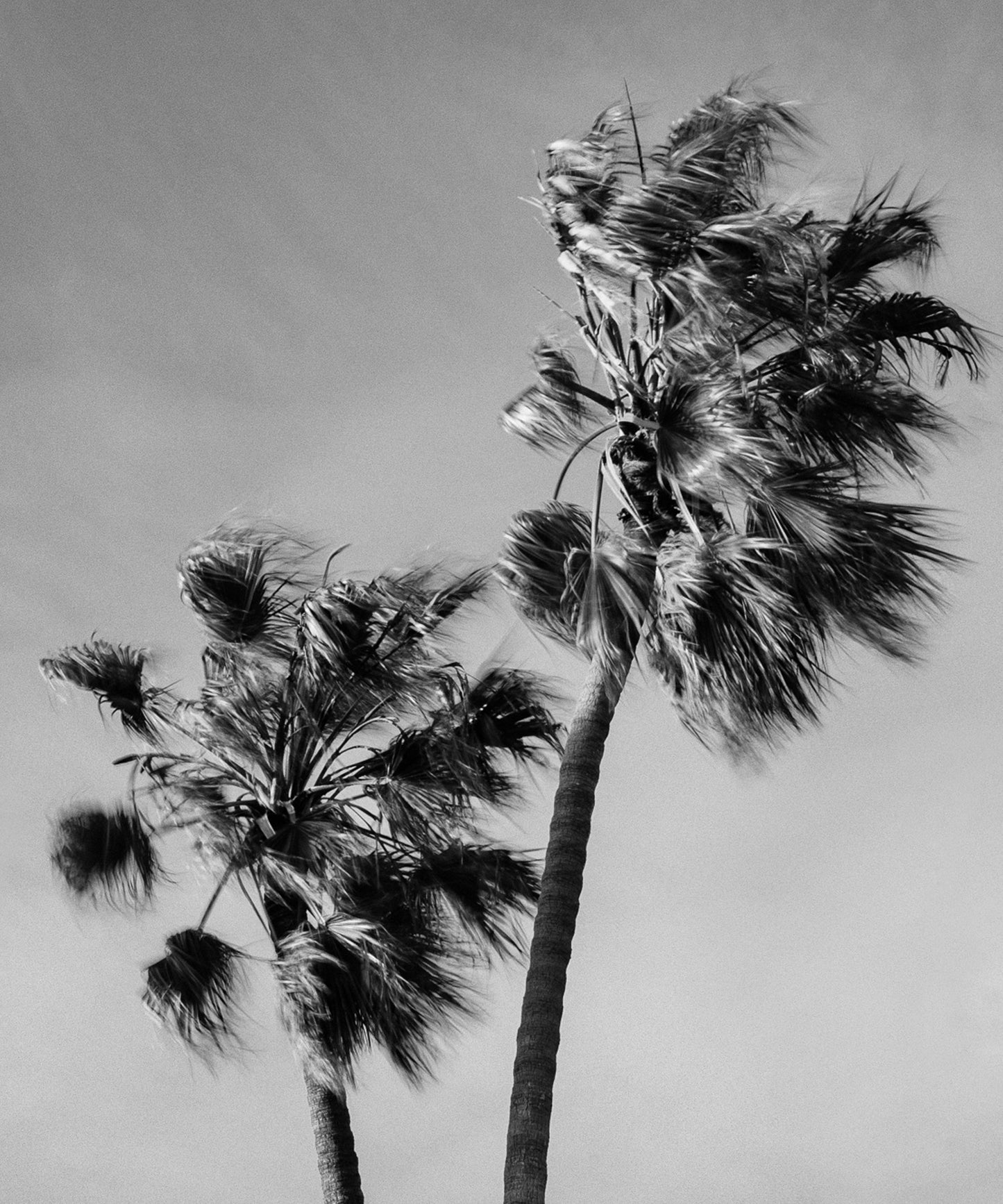 Windy Palms by Alex Noble